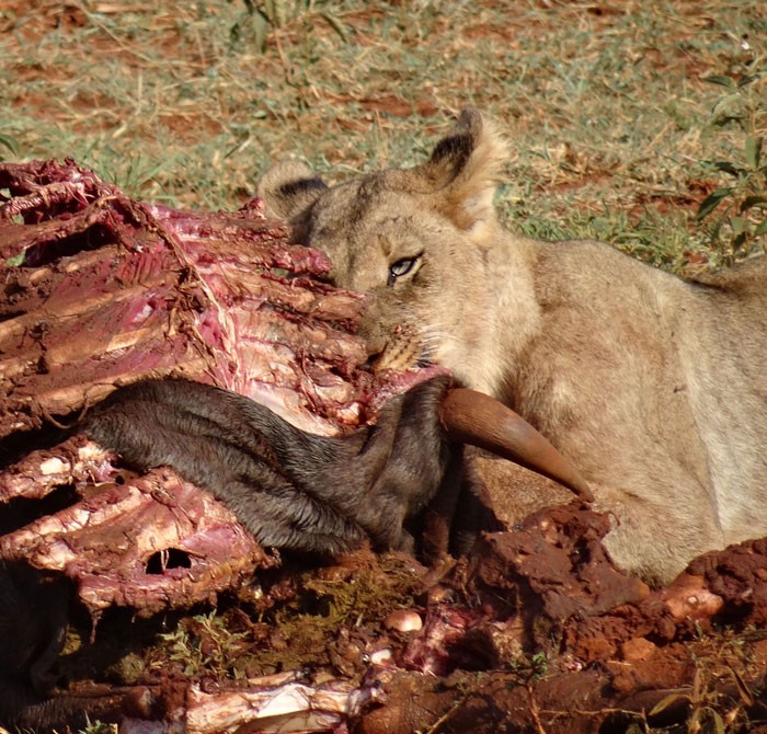 Hình ảnh ghê rợn cho thấy gia đình sư tử ăn thịt một con linh dương wildebeest, xé toạc da con mồi, chén thịt, chỉ còn trơ lại bộ xương.